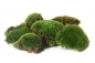 Preview: Bollenmoos Plattenmoos Kugelmoos 500g